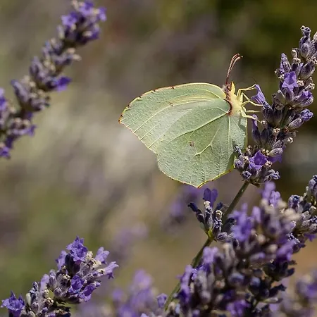 Vilă Superior Supetarska Draga